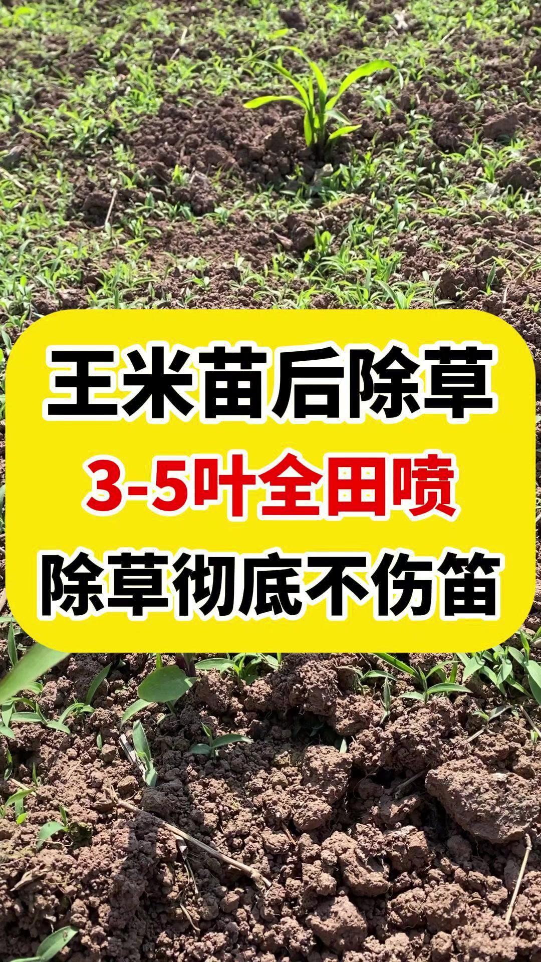 🌿玉米地里长满杂草，用这些除草剂，既能彻底除草，而且不会伤害到玉米。1️⃣