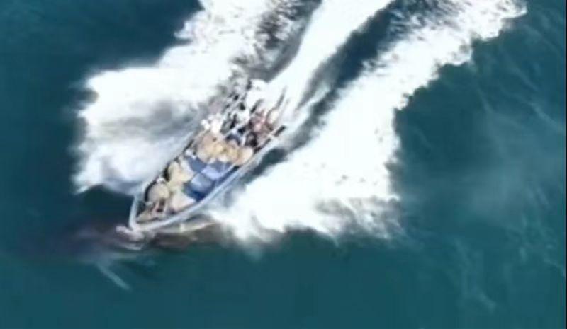 【#北海市确认已对撞伤涠洲岛布氏鲸的渔民罚款#！拟出台保护新规】近日，广西北海涠