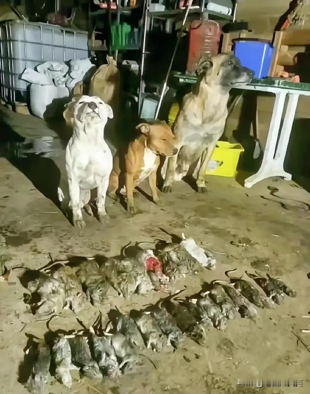 老鼠家族惨遭三只狗灭门案！犯罪现场。小白好骄傲，小黄：好像心虚老灰：高傲！​​​