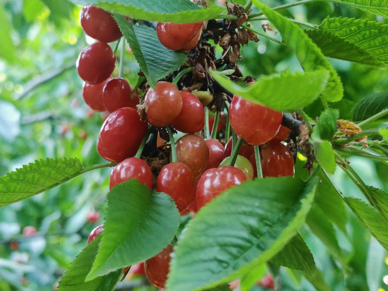 随拍漂亮果实初夏风暖，枝头樱桃缀满簇簇鲜果。饱满圆润的果实红亮通透，裹着鲜嫩翠绿