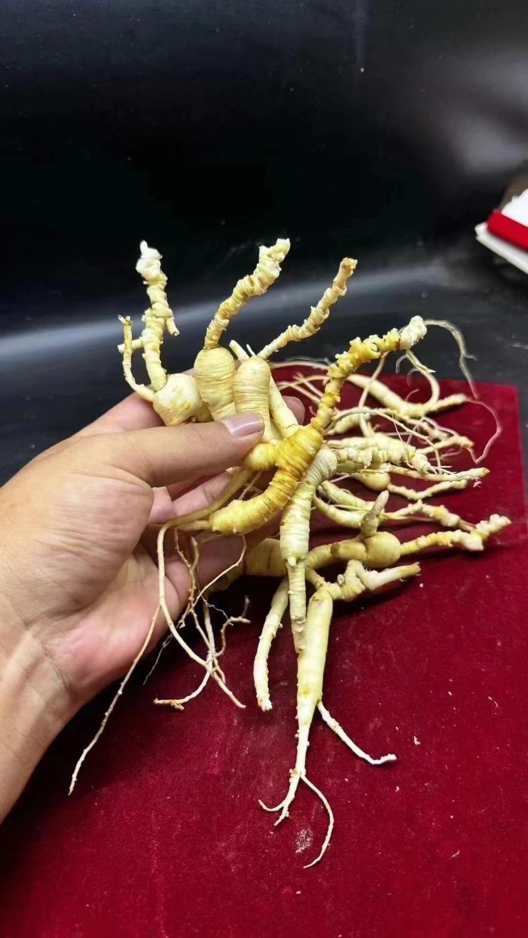 关于参类的中药，大家不要搞错了。 1、人参，大补元气，救命用的。什么叫元气？