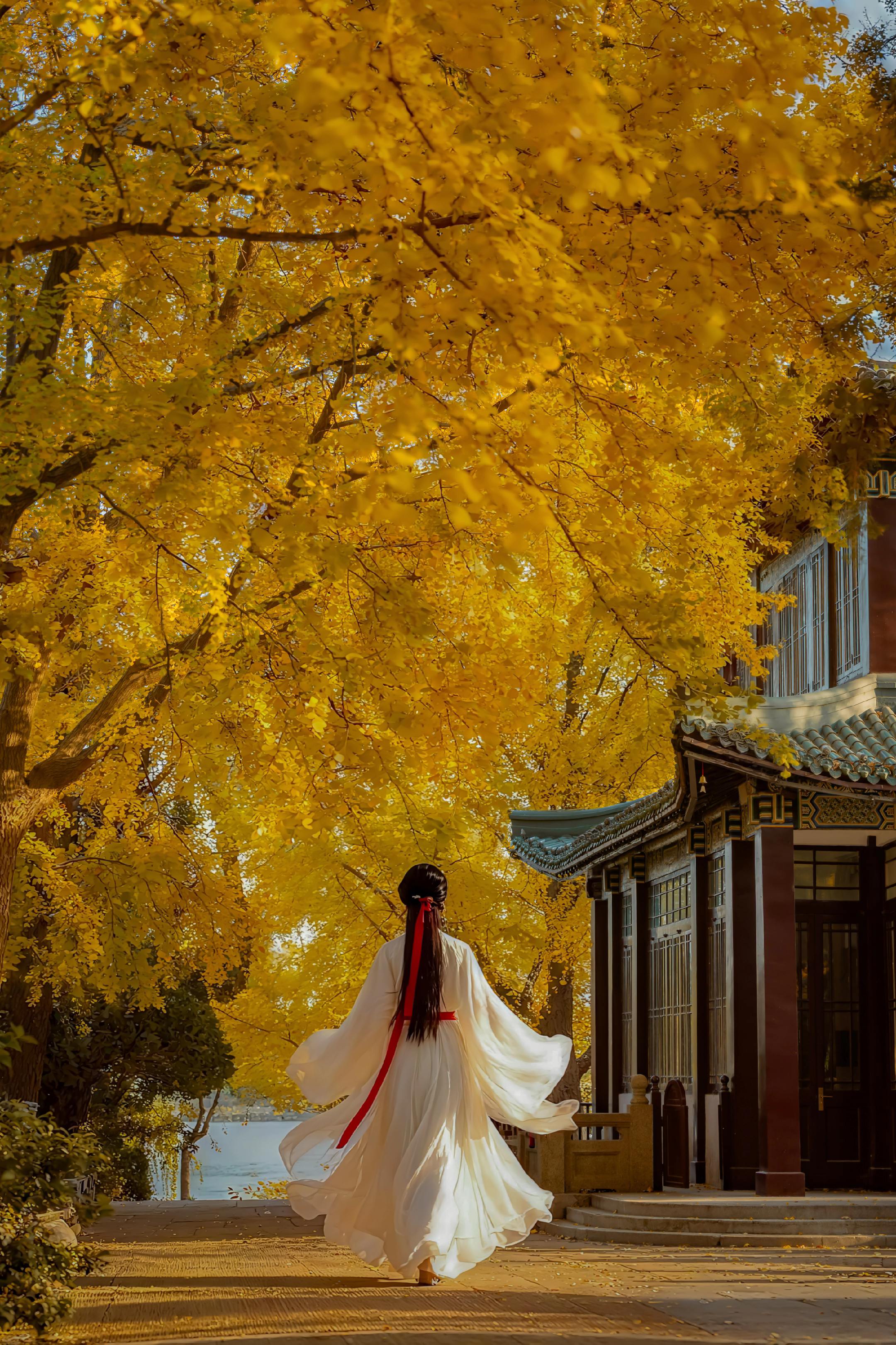 从不让人失望的玄武湖银杏开始黄了。南京玄武湖的银杏已经美到封神了！！ ...