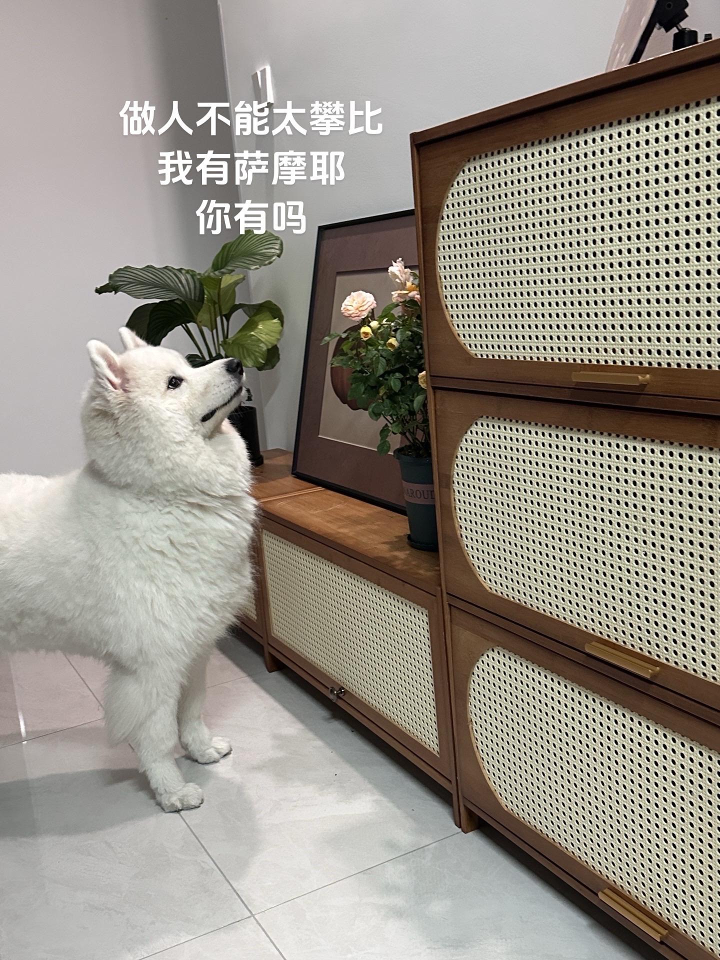 萌宠 萨摩耶 动物的迷惑行为 我和我的狗