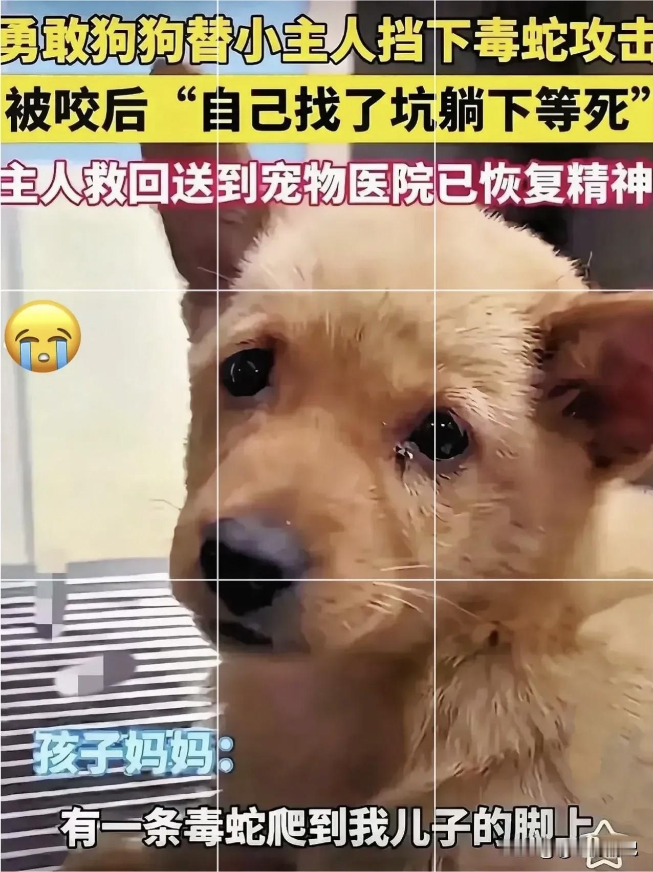 泪目！广东惠州，一只小狗为了替小主人挡下毒蛇攻击，挺身上前撕咬毒蛇反被咬，之后，