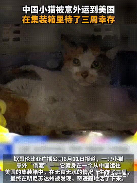 中国“猫坚强”在集装箱呆了21天，“偷渡”美国，奇迹般活了下来！美国哥伦比亚广播