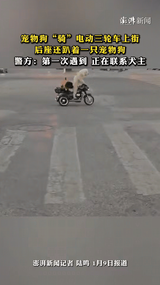 倒反天罡了江苏淮安街上，白色宠物狗趁主人没注意，骑着主人的三轮车上街遛弯，更离
