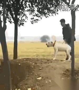 真的，千万别用人类的幽默感，去试探一条狗的底线。你以为你在跟它开玩笑，它觉得你