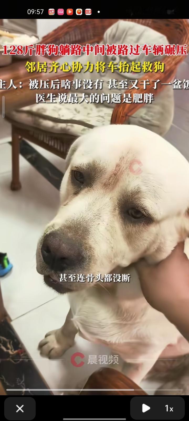 10月2日，山东烟台。网友发视频称，一只家养的宠物狗躺在路中间休息时，被一辆黑色