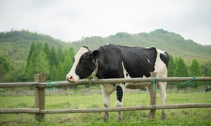 牛、狗、驴,以及鸡鸭鱼肉,获取它们的手段皆极为残忍。若要杜绝此类残忍之事,唯有不