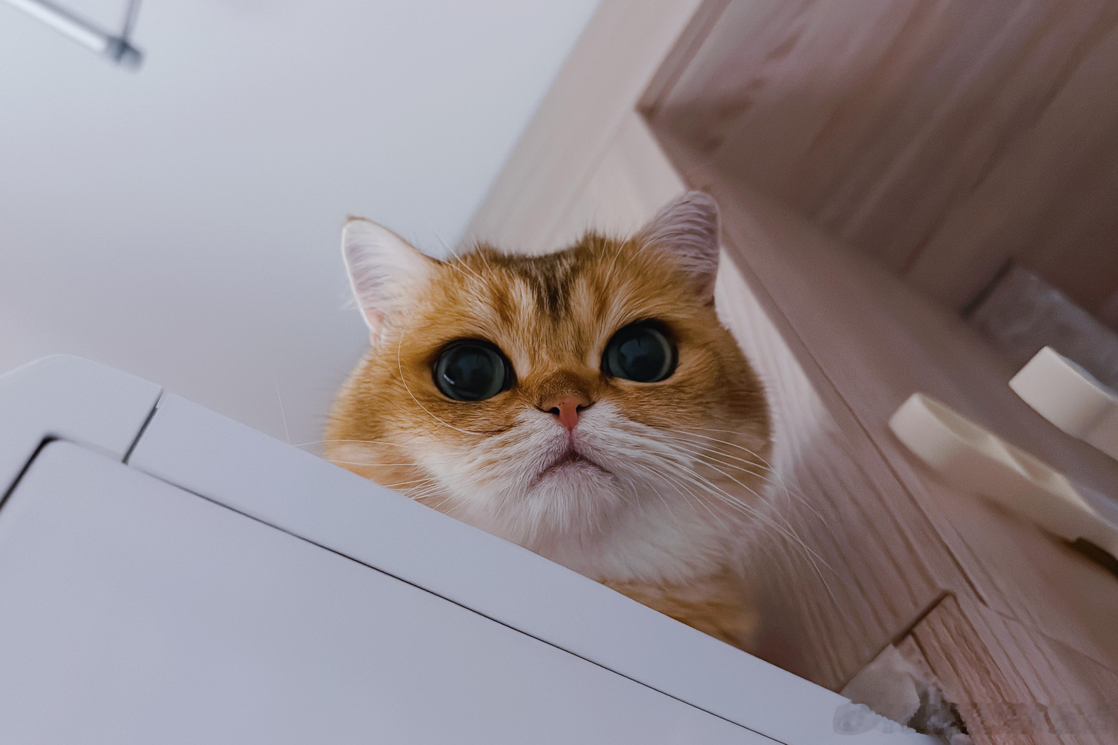 有些猫养着养着就散了。你不是那个全新信任妈妈的小猫咪了。不就是抱着你的时候，把你