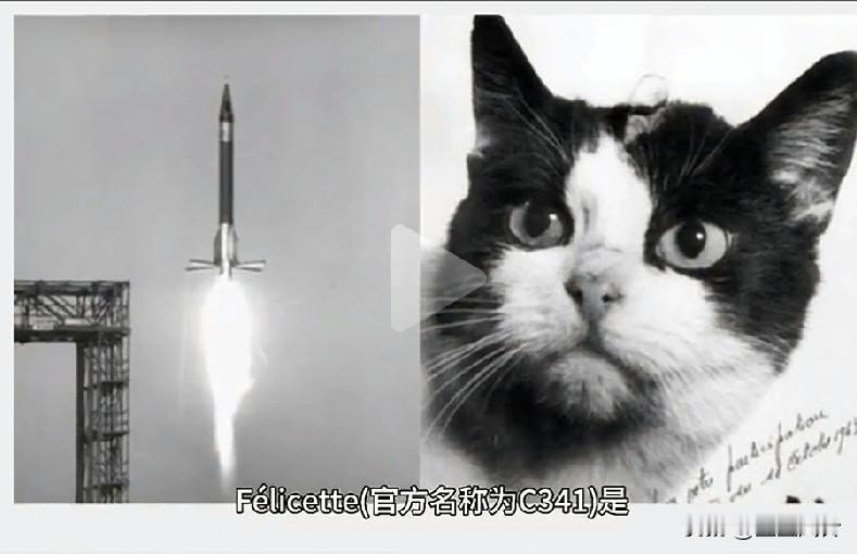 将猫扔进太空，最坏最损的人未过于人类。太残忍、这些人下地狱！！美国生物实验室已