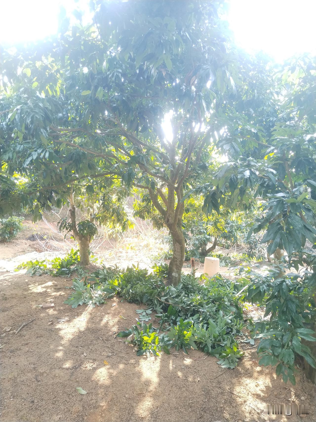 荔枝早中熟品种的关键节点白日22度左右的气温将持续过2月上旬，温暖宜人，这既