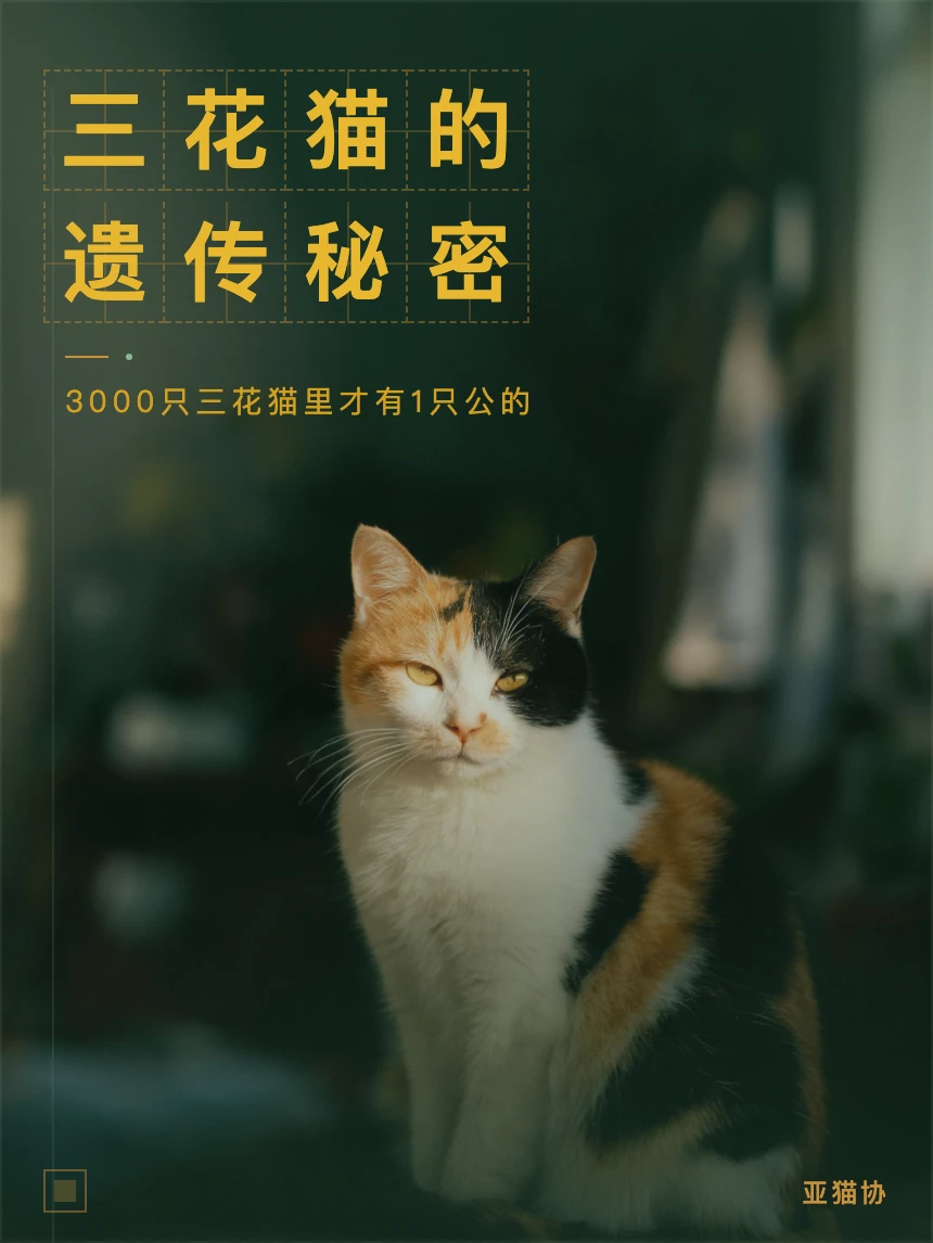 三花猫为什么几乎都是母猫｜基因告诉你答案