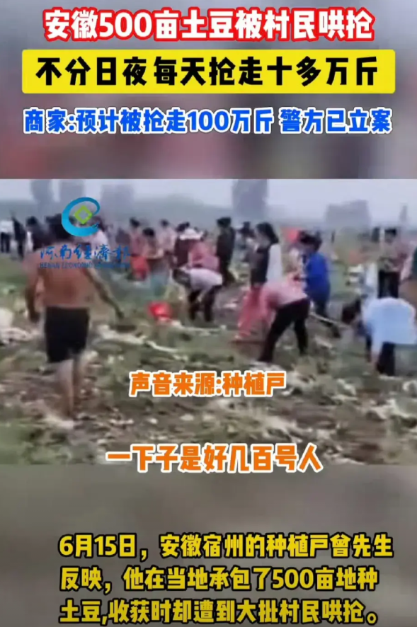 这就是典型的“法不责众”？其实处理很简单，警方发布通告，拿了土豆的限期交回，否则