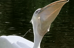 到底吃不吃啊，鼓捣了半天，鱼都被你吓死了。