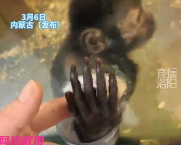 内蒙古有女子来动物园游玩，没有想到当别人还在投食猴子的时候，女子此刻却隔着玻璃和