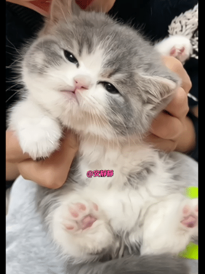 可爱到想把它吃掉！