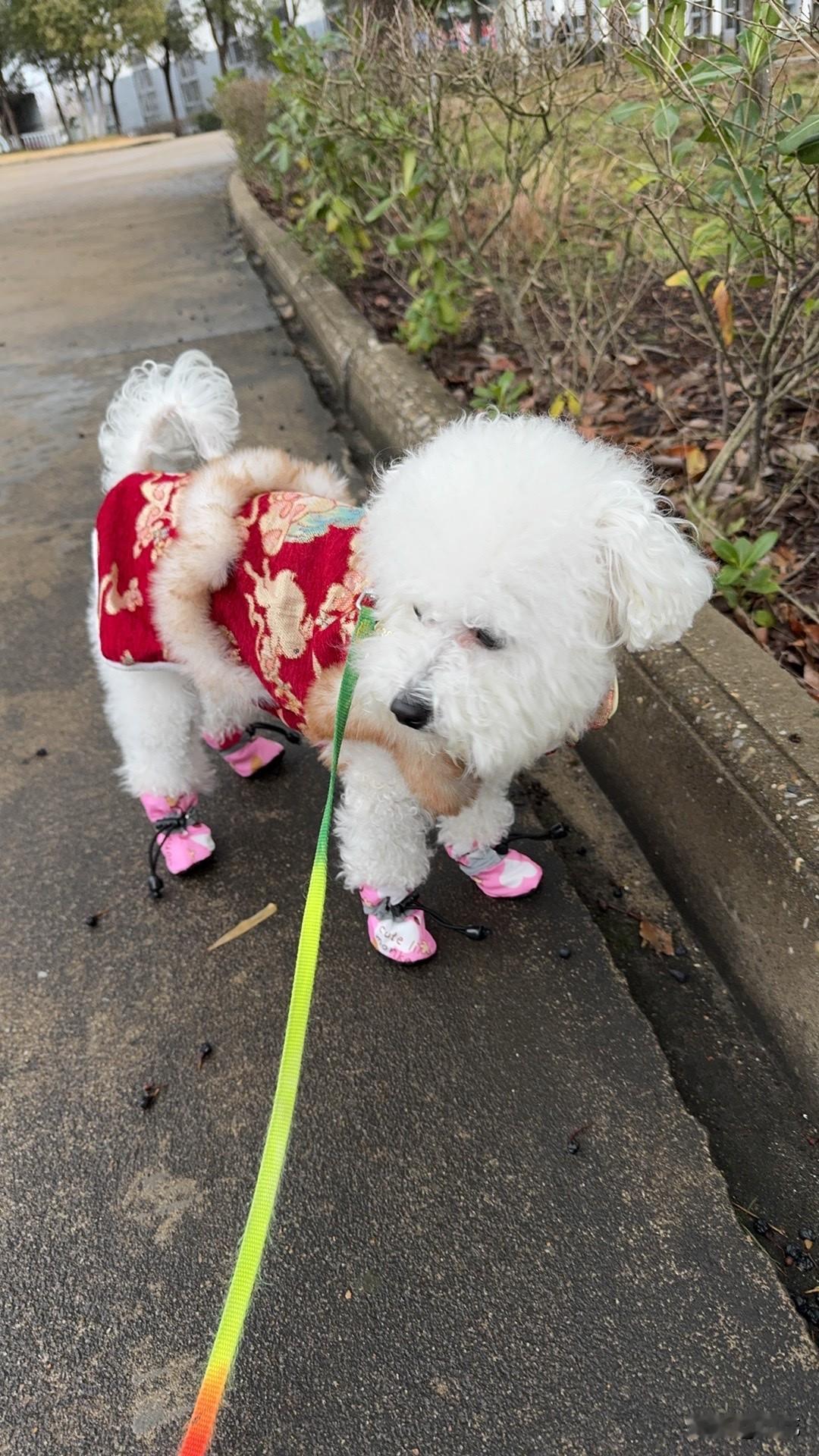 大年三十，我给小比熊穿上新衣服，那模样，简直萌翻了！它美得不行，非要出来溜达一圈