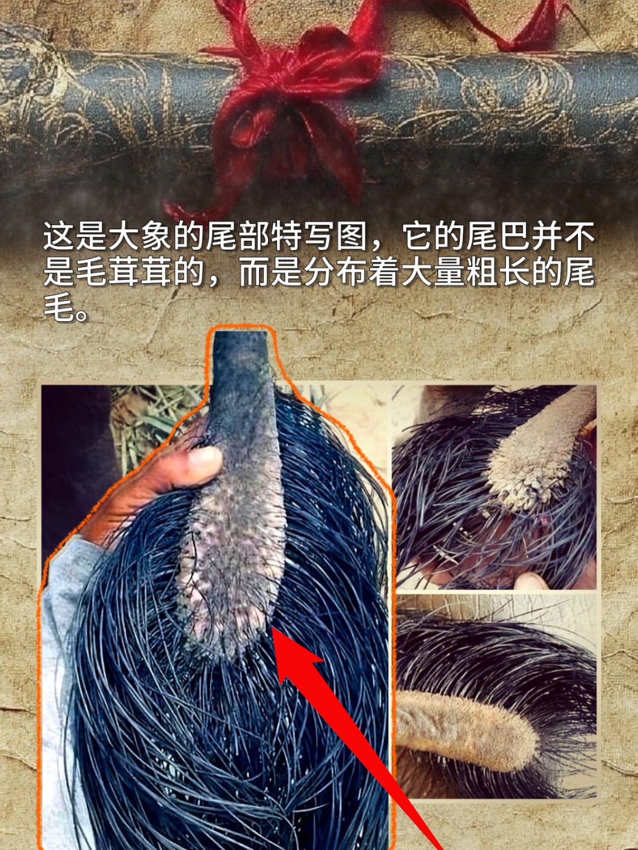 这是大象的尾部特写图，它的尾巴并不是毛茸茸的，而是分布着大量粗长的尾毛