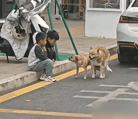 俩狗玩嗨了缠成一团难分开，这俩小孩的做法太明智两个小男孩偶遇奇趣事，一对狗狗
