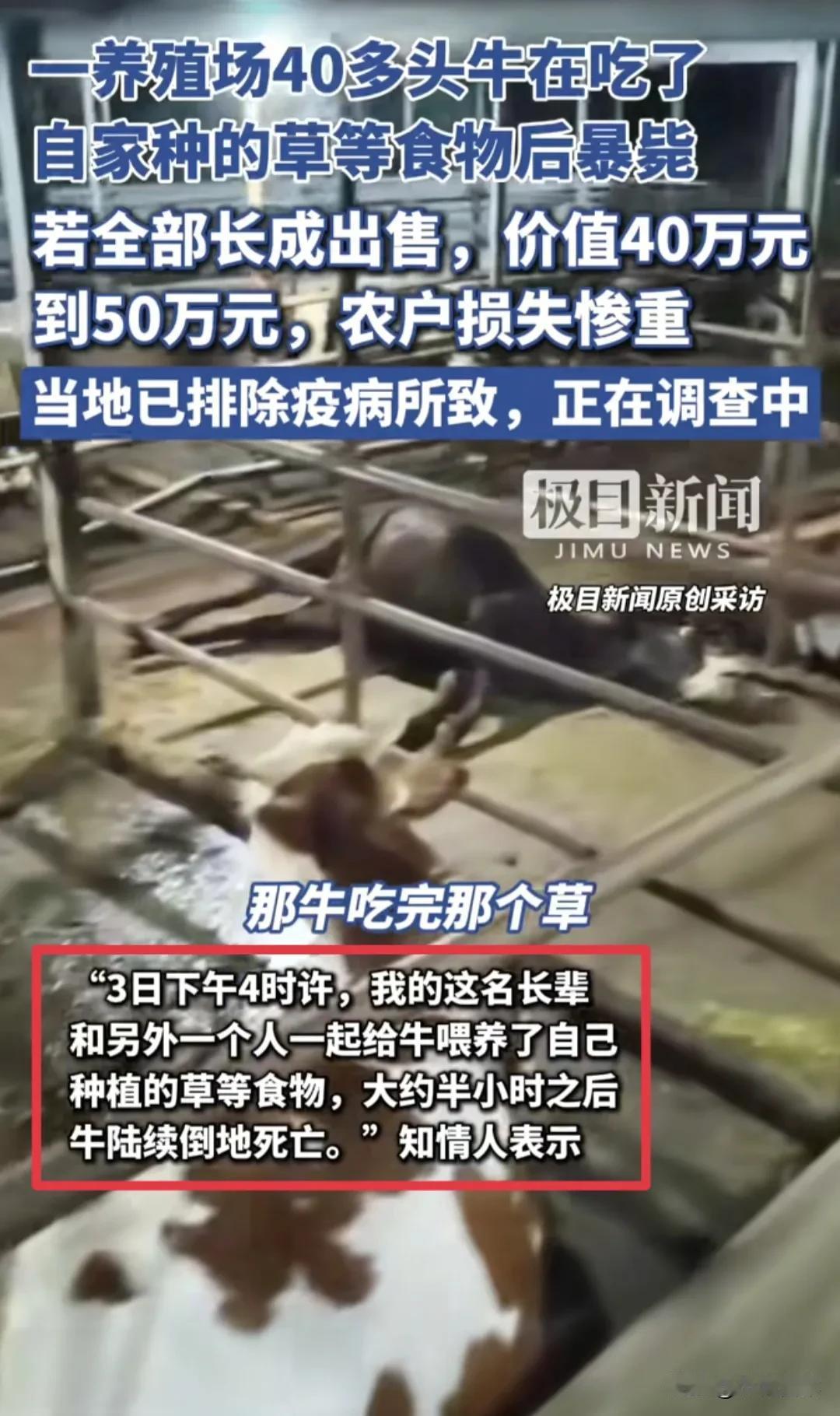 湖南40多头牛暴毙事件，有4个细节特别奇怪，真相恐怕没那么简单！1、老农养牛
