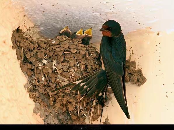 你知道吗，不同的燕子窝是不同的燕子所建造的。在我们胶东地区，在居民住宅垒窝的燕