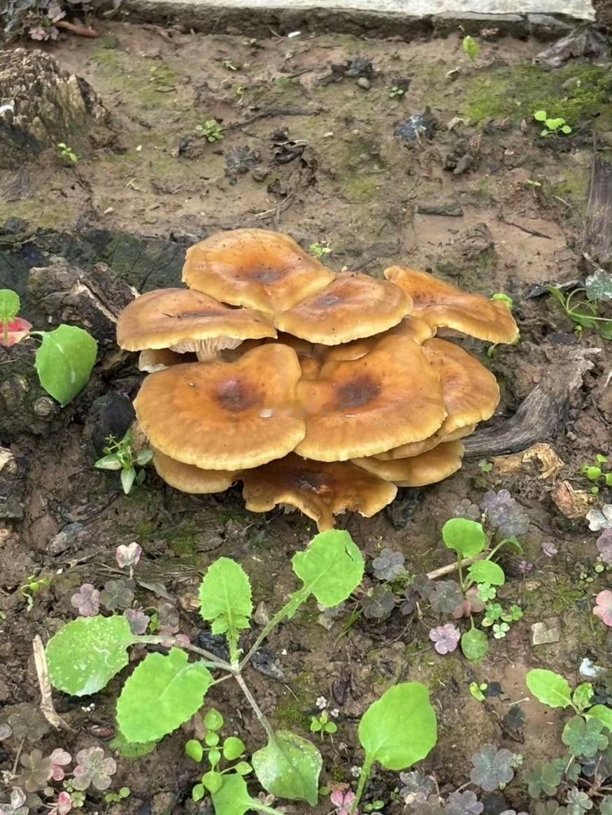 哇，西安这是从“古都”变“菇都”了呀！一个多月的雨，居然让蘑菇长满了街头巷尾，太