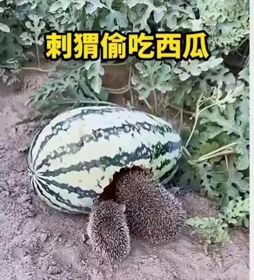 “活该发财！”山东淄博，一男子在自家瓜田干活时，突然看见一只刺猬在偷吃西瓜，不料
