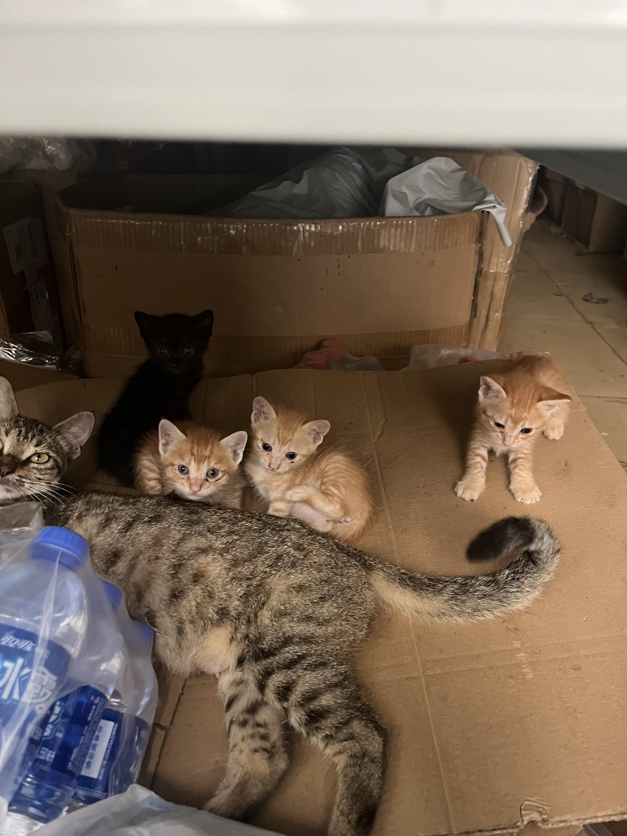 橘猫和纯黑猫我人喜欢吗？领养（深圳） 自家狸花猫生了3只橘猫1只黑猫...