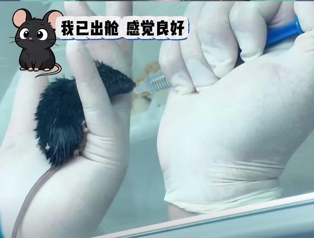 神舟二十号航天员乘组返回，回到地面后的太空鼠鼠🐭​​​不愧是上过太空的老