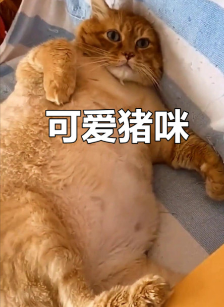 独生子小猫出生17天胖成猪咪别的猫咪苗条优雅，它独独胖得可爱！小短腿配胖身子，