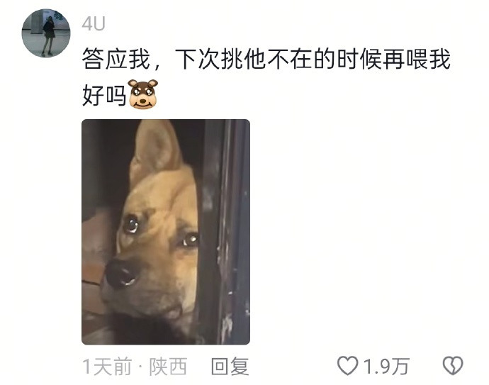 狗：你确定你爱吃这个？​​​​