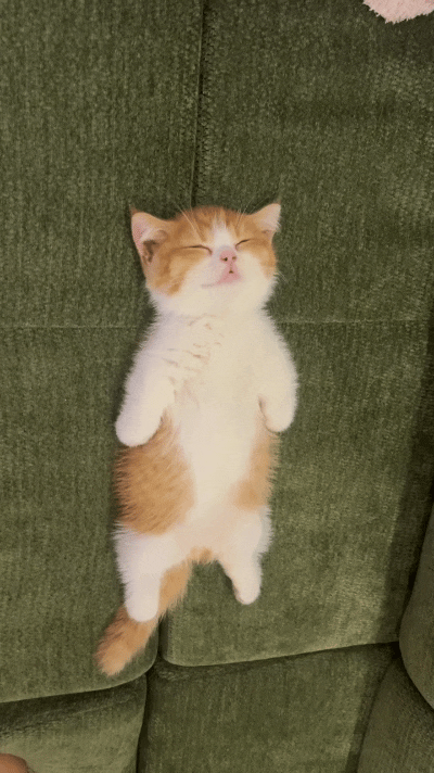 老铁们快看呐！这小橘猫也太逗了！没大猫陪着，自己四仰八叉躺沙发上，睡得那叫一个香