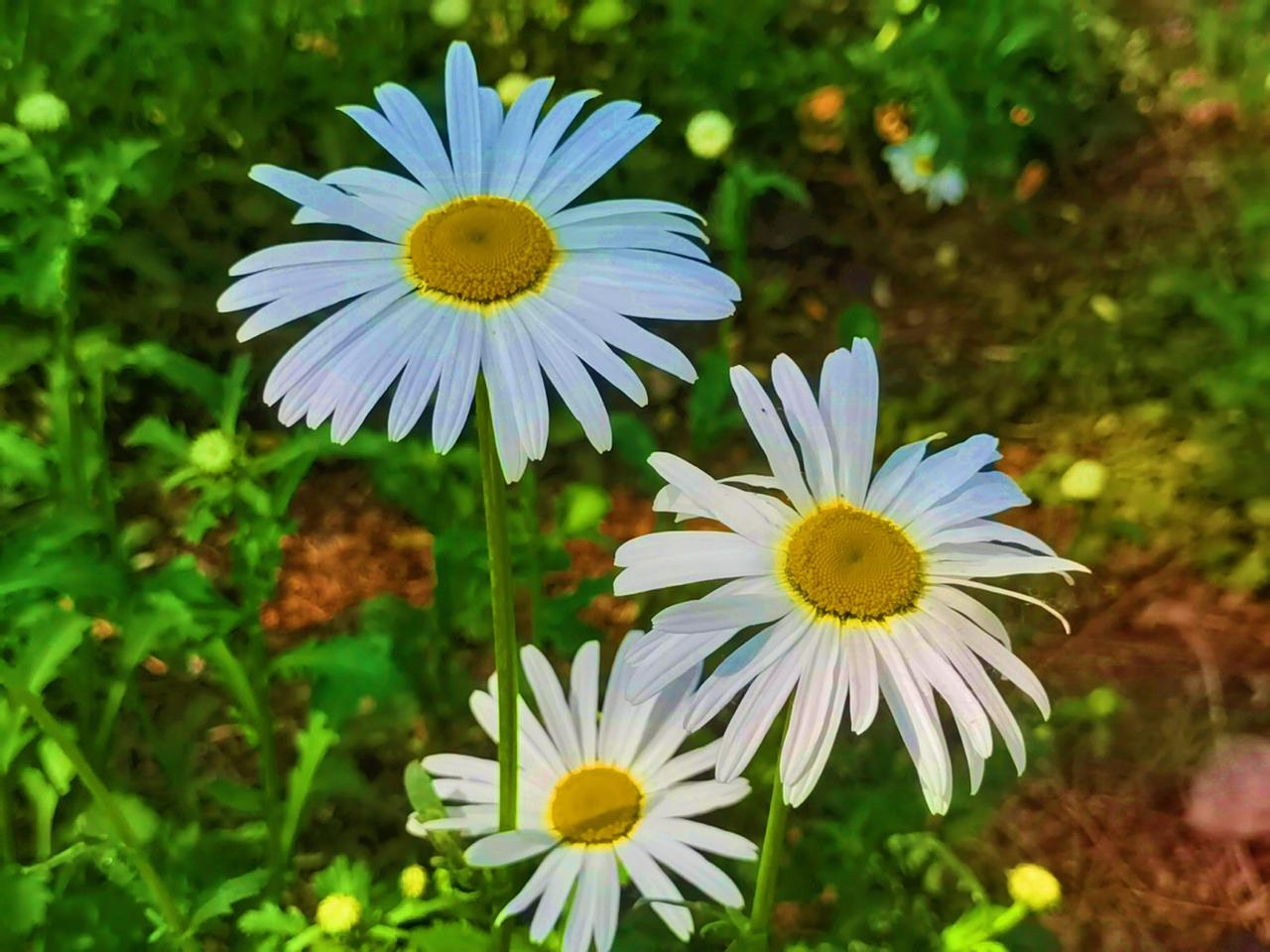 公园美丽景随拍