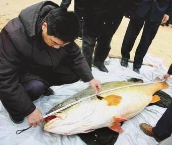 2012年，福州一名渔民出海时捞到一条重达160斤的大鱼，当天卖出了300万的高