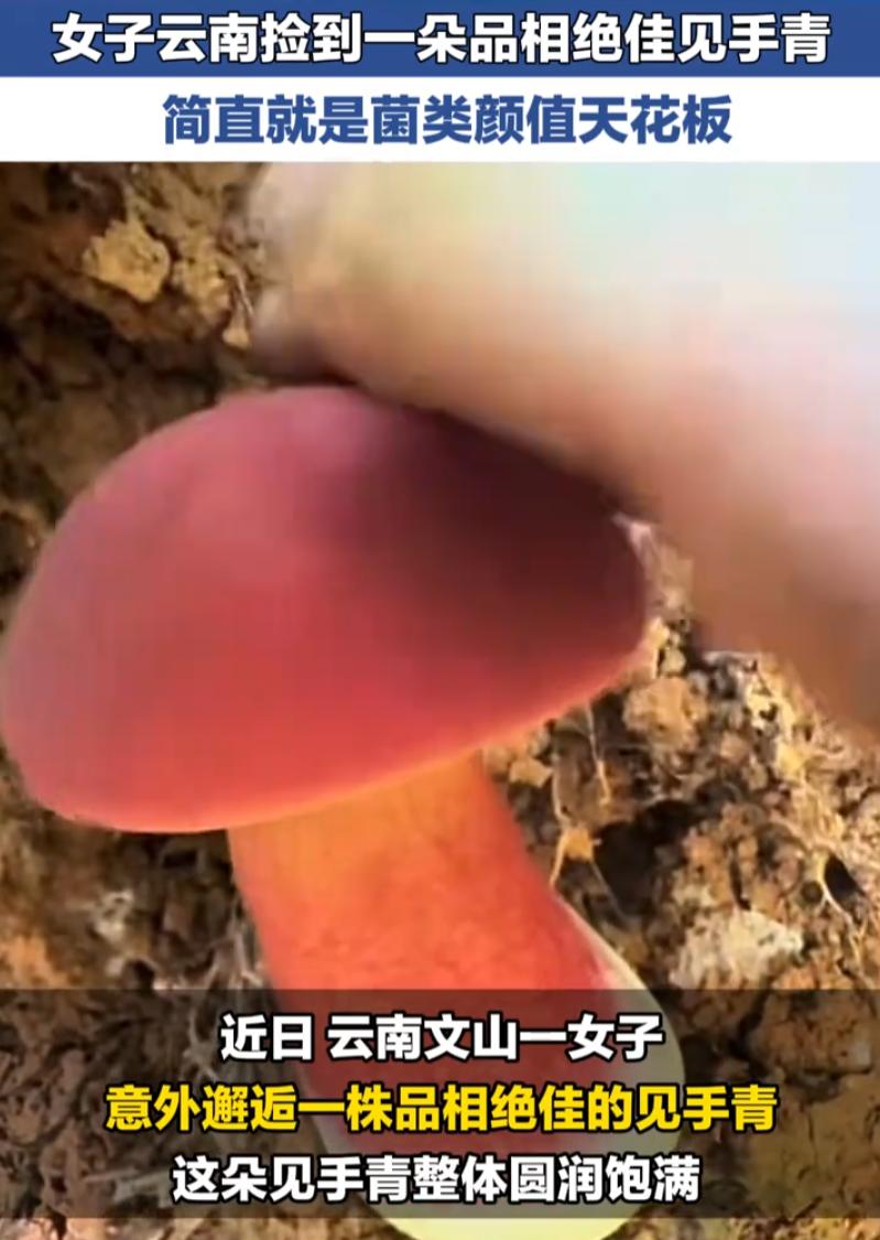 这运气太好了！云南，一女子女子在野外徒步时，偶遇了一朵品相极佳的野生见手青，整体