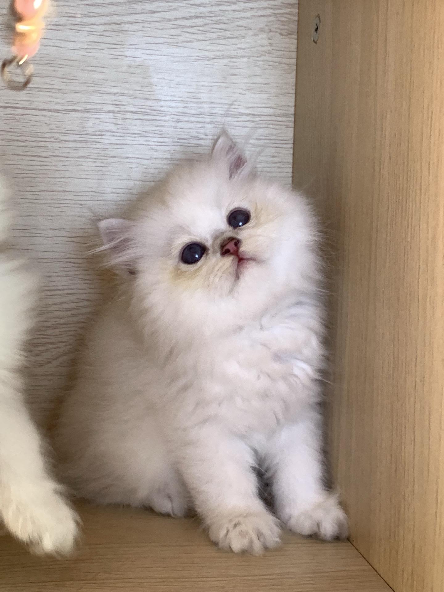 奶奶软软糯糯。