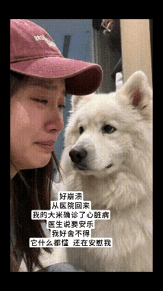 在宠物医院里，气氛异常凝重。女士身旁那只往日活泼灵动的萨摩耶，如今却因心脏问题变