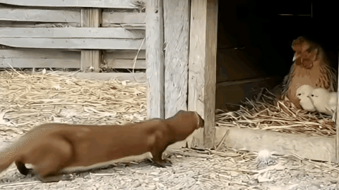 笑不活！“黄大仙”偷鸡反被狸花猫拿捏，网友：猫界战神实锤家人们谁刷到那个离