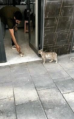 真的是万物皆有灵，猫猫狗狗只是不会说话，其实它们什么都懂！这不一只流浪猫妈妈叼