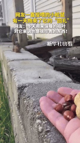 太有灵性了！松鼠为报男子投喂之恩，竟叼几片枯叶来到男子跟前，轻轻的用嘴最含着然后
