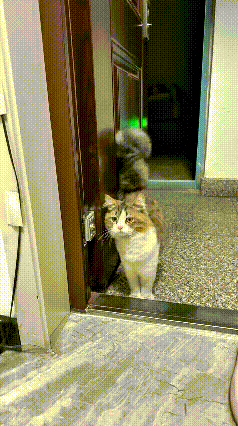 家门没有关严，走廊的流浪猫瞅见机会，先是在门口探头探脑，犹豫徘徊了好一阵子，才小