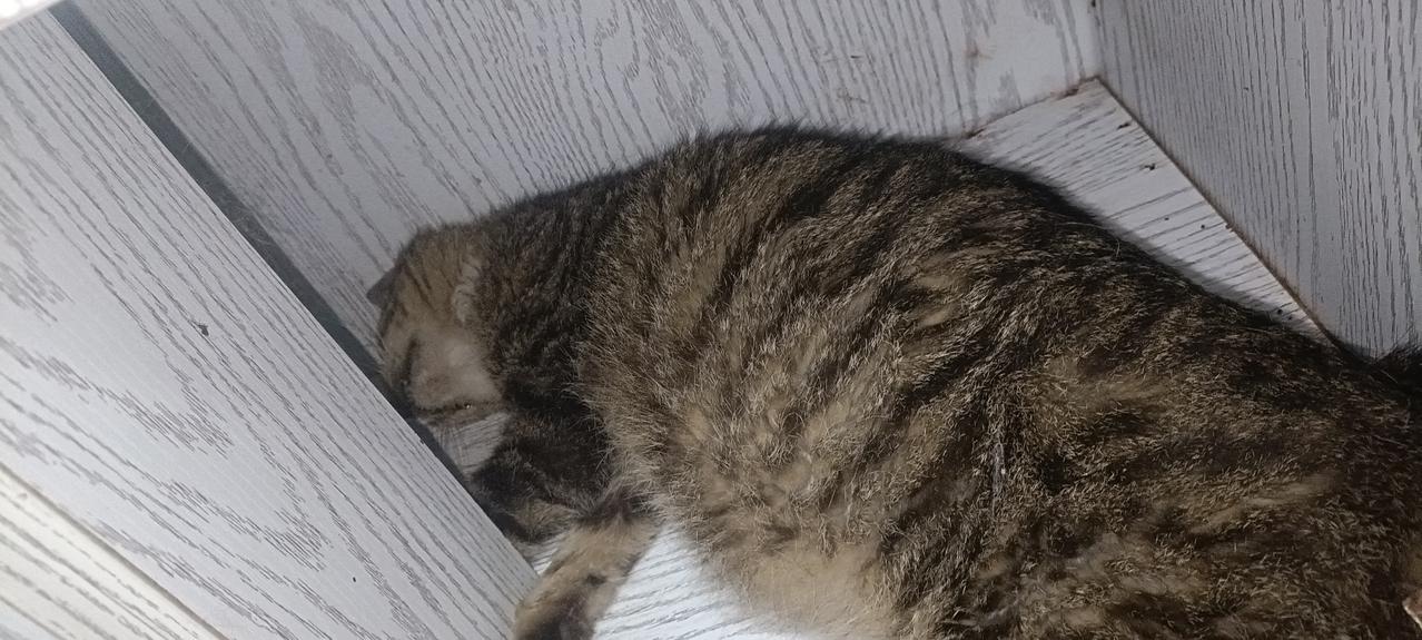 我收养的流浪猫从49只变成了48只，今天一只狸花猫去了喵星。今天早上打扫卫生