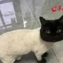 笑不活了！近日浙江杭州，女子嫌家里黑猫掉毛太严重，就把黑猫身上的毛给剃了，没想到