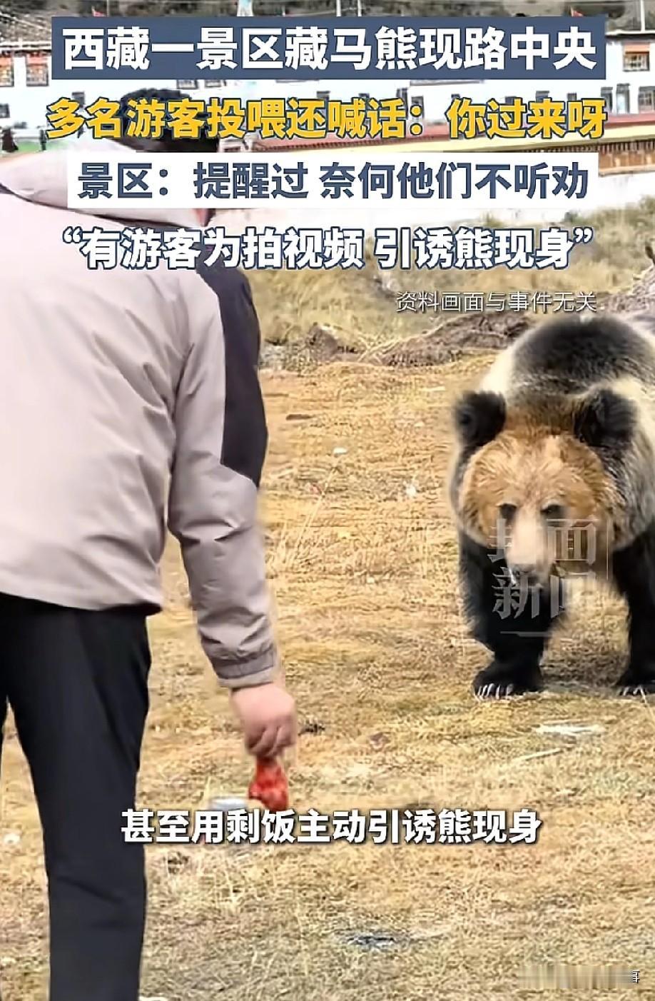 心真大啊！西藏，一景区里惊现藏马熊，旁边的游客为了拍视频，不仅投喂食物引诱，还隔
