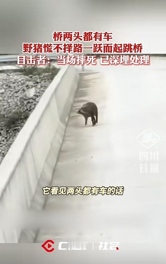 “离了个大谱！”11月16日，重庆，一男子开着货车准备过桥，看见有只野猪被堵在路