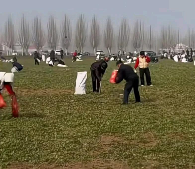 天大娘地里种荠菜，被人们当野菜来挖，劝都劝不走，只能请警察叔叔来驱赶，网友说