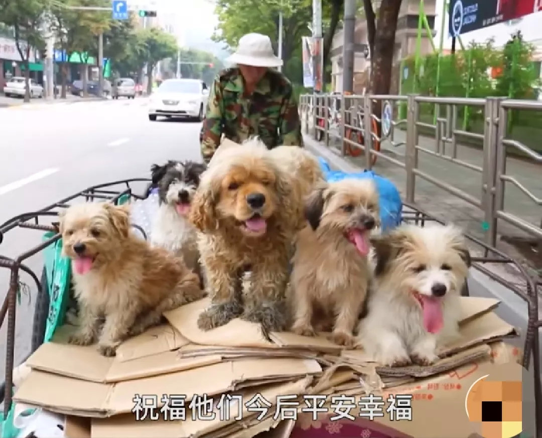 一个老人，靠捡废品为生，但他却收养了十几只流浪狗，每天老人家起床后，都会推着一辆