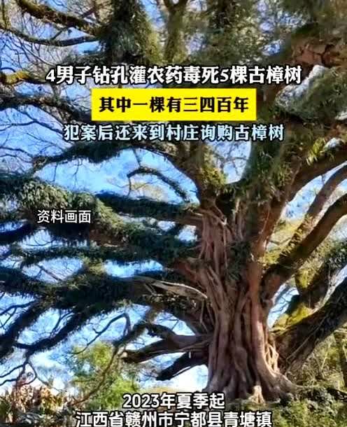 “死刑都算轻了！”江西赣州，一棵三四百岁古樟树莫名枯死，可碰巧的是，几乎同一时间