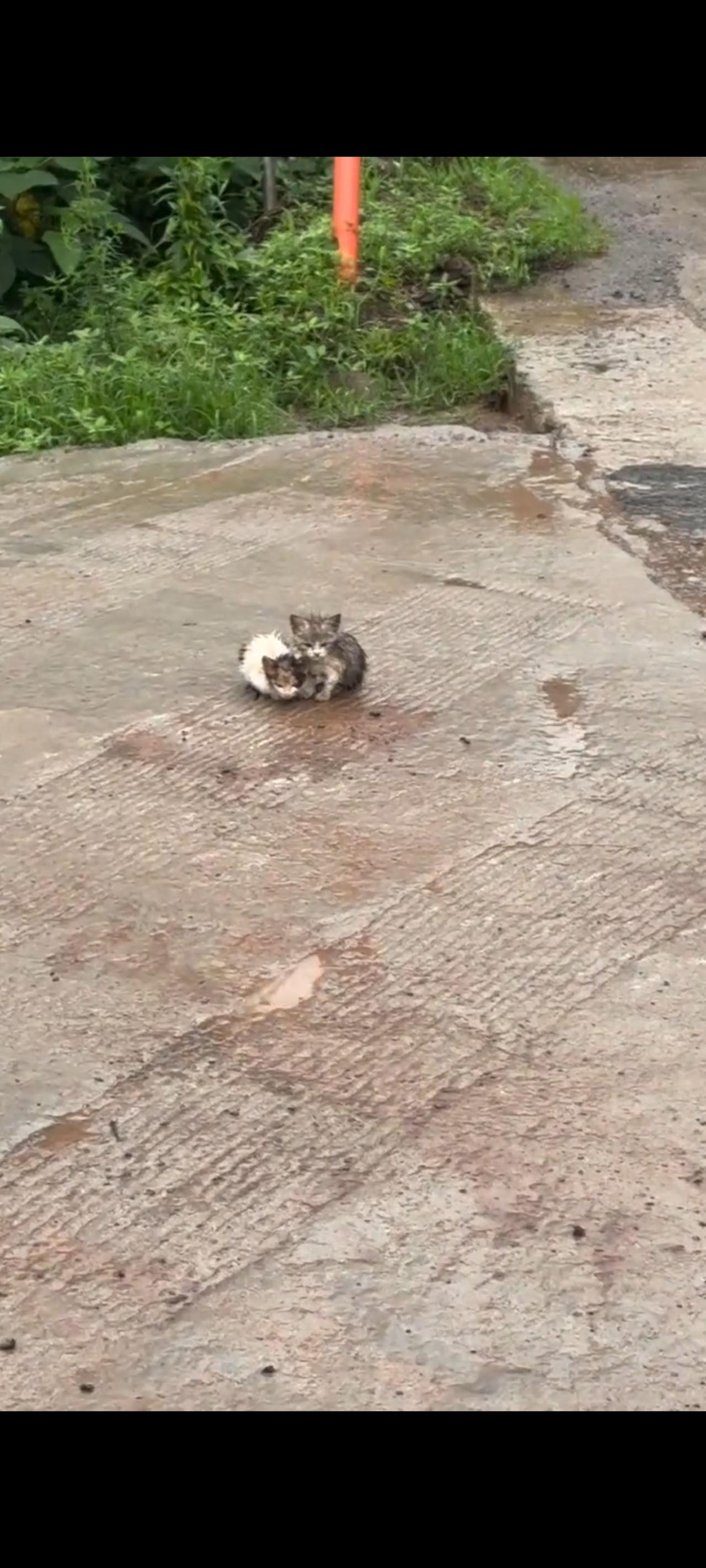 两只可怜巴巴的小猫，在大水过境的时候，不知道什么原因，竟然被冲到了马路牙上！